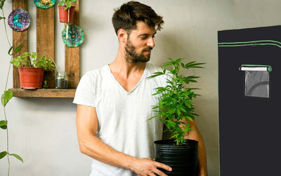 Constant gardener with plant and tent