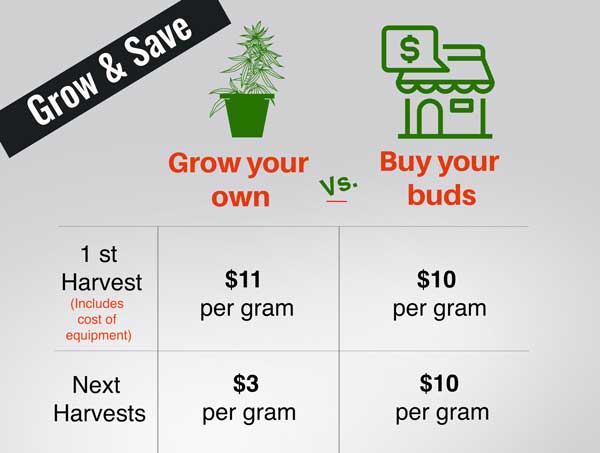 Cost of Growing vs. Buying Weed