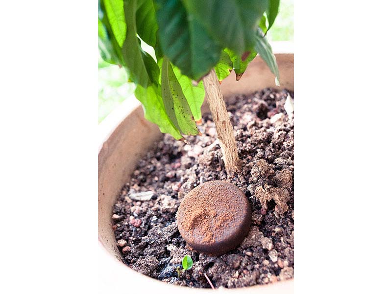 Coffee is a natural and cheap fertilizer