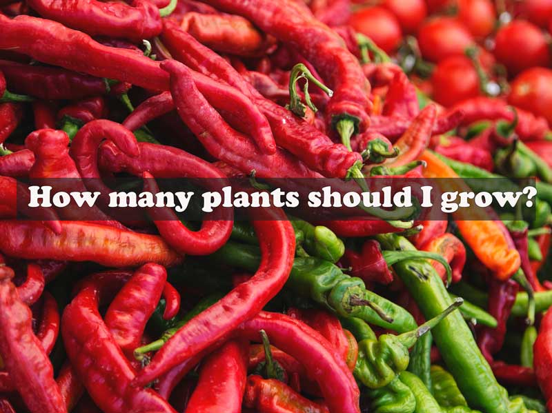 Red and green peppers pile